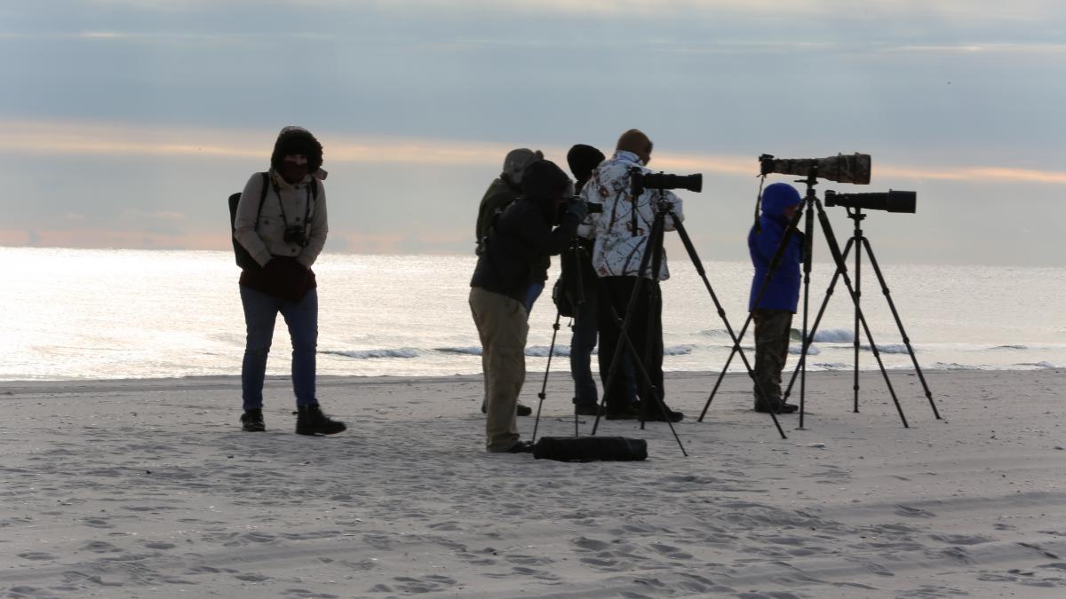 Photographers clicking pictures of Snowy Owl from a safe distance