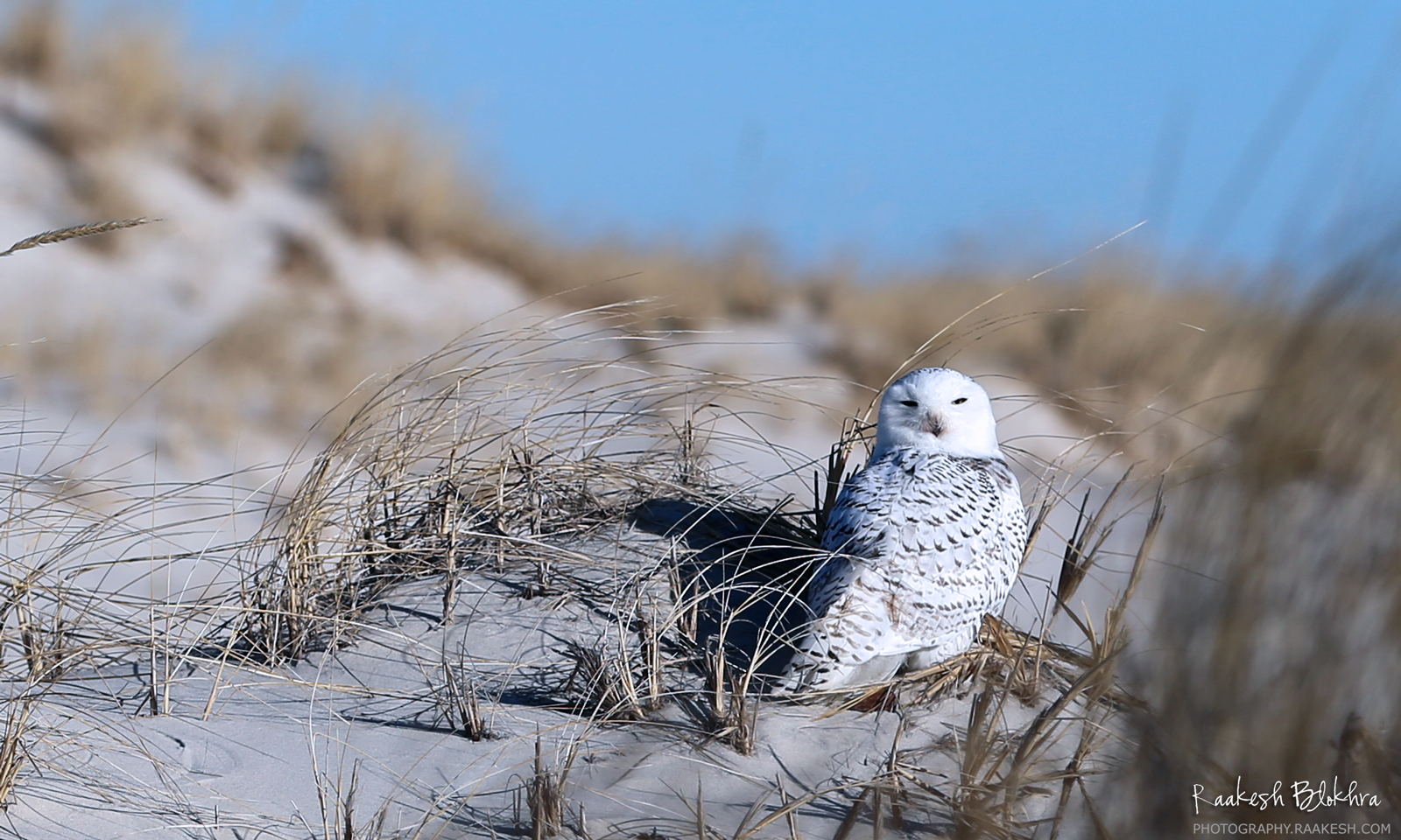 Snowy Owl - Island Beach, New Jersey