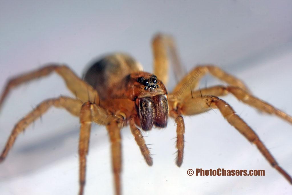 Wolf Spider, Found commonly in New Jersey