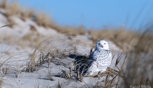 Snowy Owl - Island Beach, New Jersey